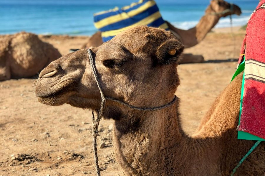 Grand tour of Tangier